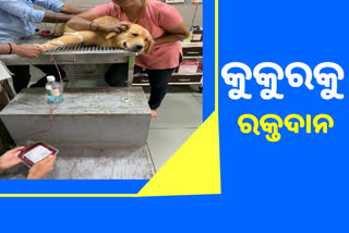 ରକ୍ତ ଦେଇ କୁକୁରର ଜୀବନ ବଞ୍ଚାଇଲା କୁକୁର