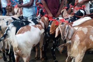 Zakaria Street Cattle Market