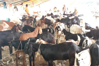 Rising prices dampen sales of sacrificial animals this Eid ul adha