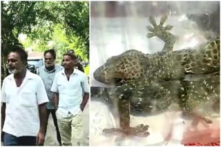 Siliguri Gecko Recovered