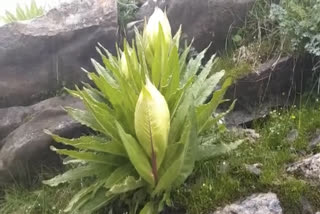 Brahmakamal bloomed in Hemkund Sahib two weeks ago