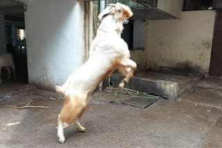 rambo-goat-in-lakshmi-bazaar-pune