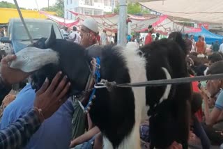 Goat Market in Jaipur