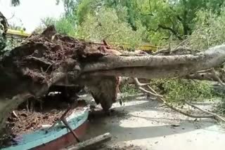 tree falls in private school