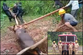 Gaur rescued