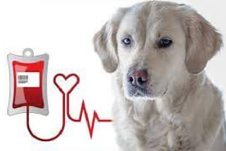 A dog can donate blood to save another dog