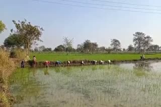farmers not get water from dam of Dhamtari