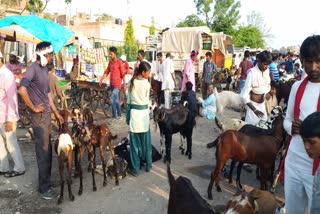 Eid ul Adha Animal Shopping in Full Swing