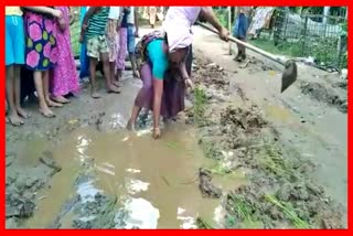 Public protest Potholes by Planting Paddy Saplings at Teok