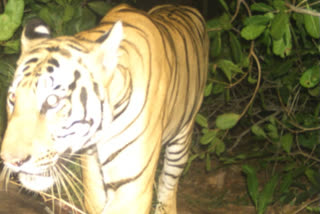 tiger found in vissannapeta at anakapally