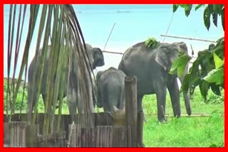 wild-elephants-roam-at-silghat-in-kaliabor