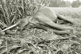 wild elephant dies due to electric shock in Mysore