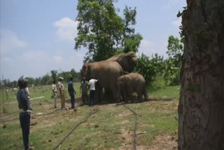 Elephant who killed mahout arrested