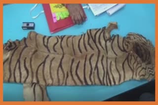 Tiger Skin in Ushkar : વાઘના ચામડા સાથે 3 શખ્સો ઝડપાતા મચી ચકચાર