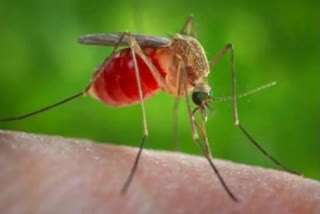 Japanese encephalitis claim seven lives in Assam