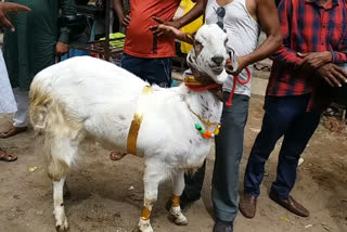 most expensive goat in Ranchi market on Bakrid booms