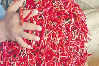 RED CHILI PRICES ON FIRE IN GUNTUR