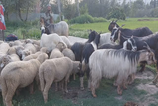 sacrificial-animals-sold-in-ganderbal