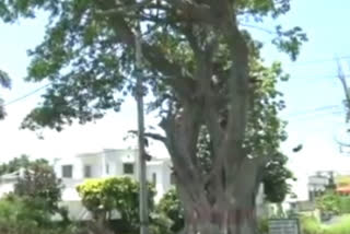 At risk of being felled age old peepal tree in Dehradun awaits transplantation in race against time