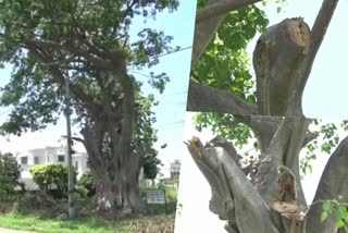 200-years-old-peepal-tree-in-dehradun-need-financial-help-for-transplantation