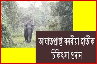 ৰামুৰ সহায়ত চাৰিদুৱাৰত চিকিৎসা প্ৰদান আঘাতপ্ৰাপ্ত এজনী বনৰীয়া হাতীক