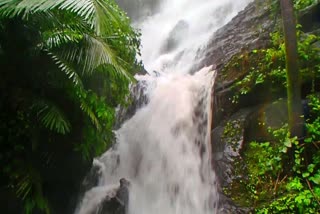 shivamogga-and-chikkamagalur-falls-are-attracting-the-tourists