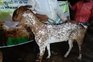 most expensive goat