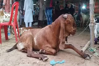 Bakra Mandi of Varanasi