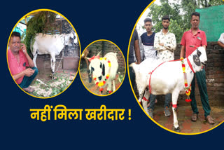 Goats market on Bakrid in Dehradun