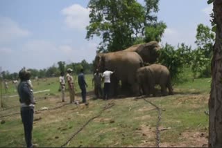 Elephant who killed mahout arrested