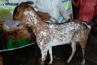 goat market in the Sirat ground  bakrid goat highest price  raipur goat market  ആടിന് വില 70 ലക്ഷം  ഈദ് ബക്രിദ് ആട് ചന്ത  സിറാത്ത് ഗ്രൗണ്ട് റായ്‌പൂർ