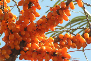 seabuckthorn in lahaul spiti