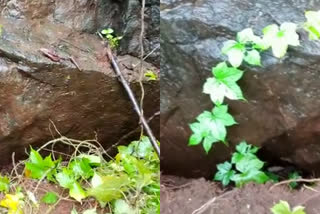 malappuram Thudimutti mala cracked  Thudimutti mala cracked Concerned about landslides  കവളപ്പാറയ്‌ക്കടുത്ത തുടിമുട്ടി മലയില്‍ വിള്ളൽ  തുടിമുട്ടി മലയില്‍ മണ്ണിടിച്ചില്‍ ആശങ്ക