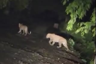 Female leopard and cub crossing road video gujarat