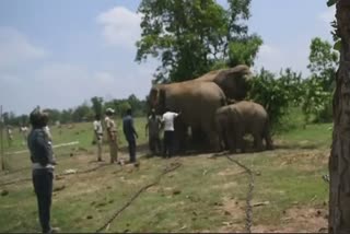 Chaining Captive Elephants