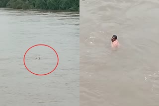 kodagu-man-jumps-into-overflowing-kaveri-river-rescued-by-locals
