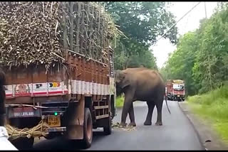 தேசிய நெடுஞ்சாலையில் கரும்பு லாரியை மறித்து கரும்பு பிடுங்கி சாப்பிட்ட யானைகள்