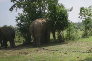 elephant who killed mahout arrested forest department in Panna Madhyapradesh  elephant who killed mahout arrested forest department  panna tiger reserve  പാപ്പാനെ കൊന്ന് കാട്ടിലേക്ക് ഓടിയ ആന  പാപ്പാനെ കൊന്ന ആന  പാപ്പാനെ കൊന്ന അപകടകാരിയായ ആന  ആന തടവിൽ  പാപ്പാനെ കൊന്ന ആനയെ തടവിലാക്കി  അപകടകാരി ആന  ആനയെ ചങ്ങലക്കിട്ട് തടവിലാക്കി  മധ്യപ്രദേശിലെ പന്ന കടുവ സങ്കേതം