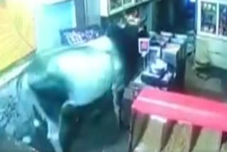 Ujjain businessman injured due to bull attack