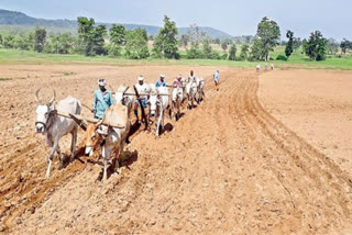 పోడుభూములు