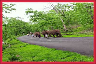 elephant safari at Kolkas in Melghat