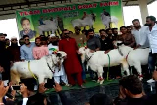 most expensive goat market in raipur