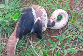 Python swallowed bird