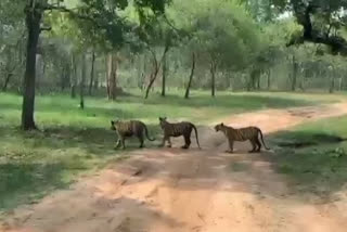 Drought in Panna Tiger Reserve due to lack of rain