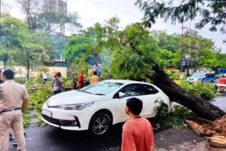 Huge tree fell on car
