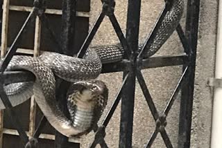 Cobra snake seen in indirapuram  गाजियाबाद के इंदिरापुरम में दिखा कोबरा  इंदिरापुरम के शिप्रा सनसिटी सोसाइटी में दिखा कोबरा