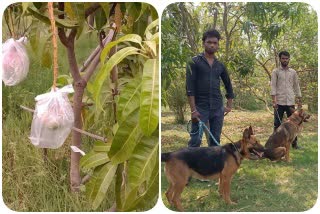 Theft of precious mangoes in Jabalpur