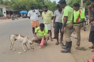 வாயில் சங்கிலி சுற்றப்பட்ட நாய்