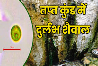 MICROSCOPIC ALGAE IN BADRINATH TAPT KUND