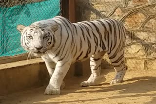 white tiger died in Nahargarh Biological Park